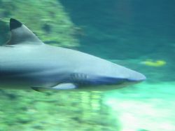 Shark by Elsa Mckayne 